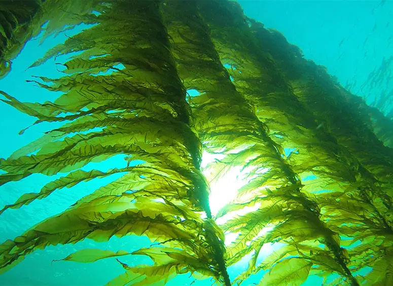 Who Eats Seaweed?